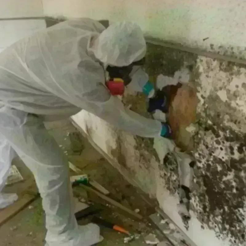 Mold Remediation and Removal in Dexter, ME